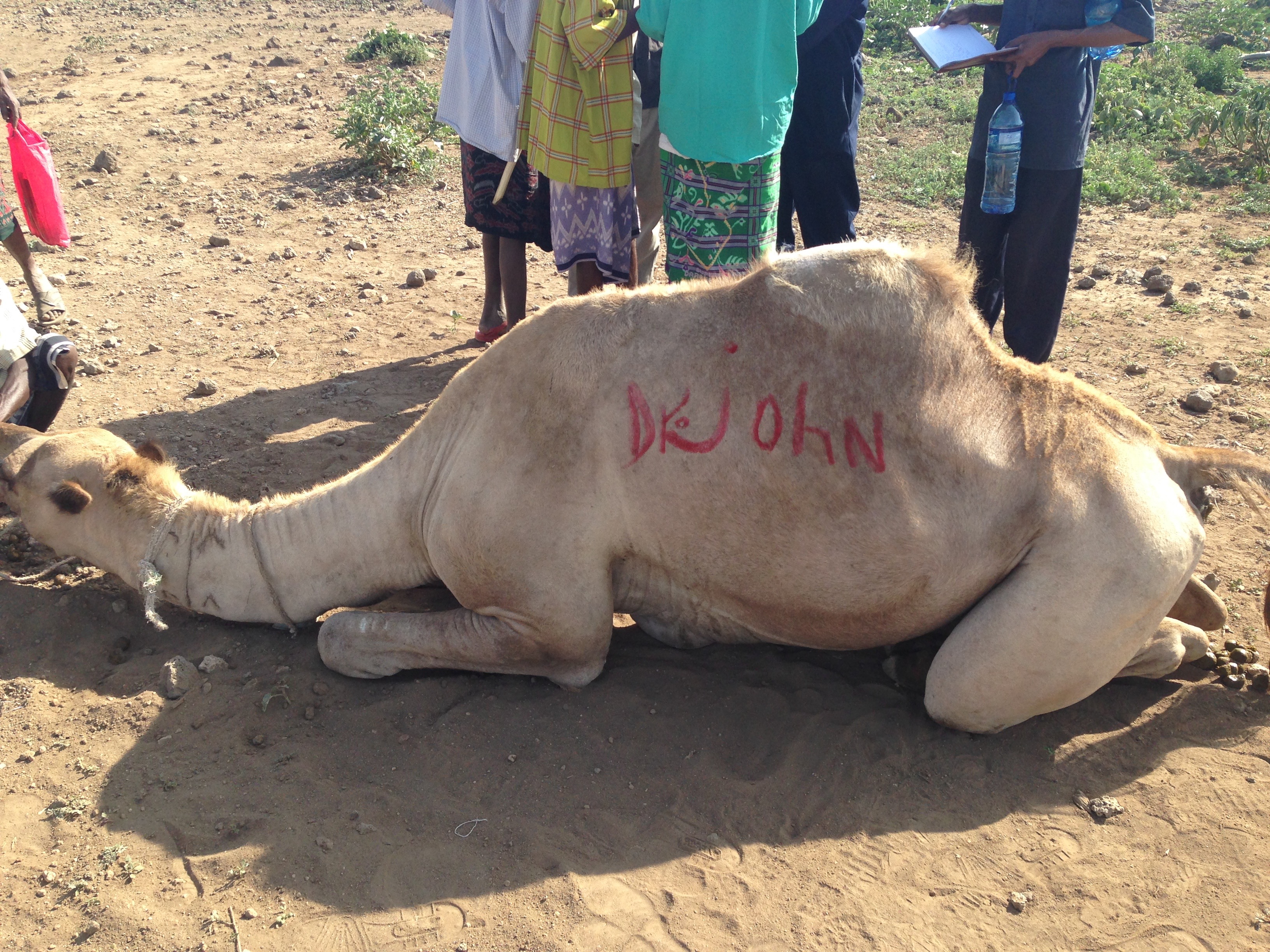 Camel Diseases and Human Health in the Horn of Africa | Hands Outstretched